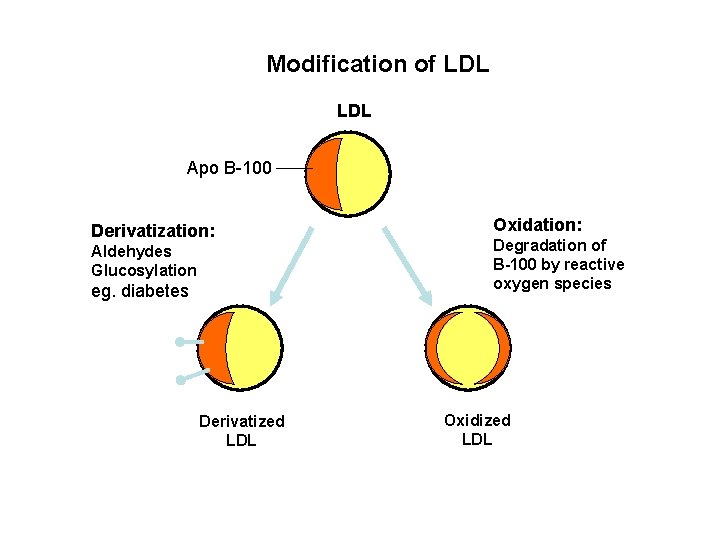 Modification of LDL Apo B-100 Derivatization: Aldehydes Glucosylation eg. diabetes Derivatized LDL Oxidation: Degradation