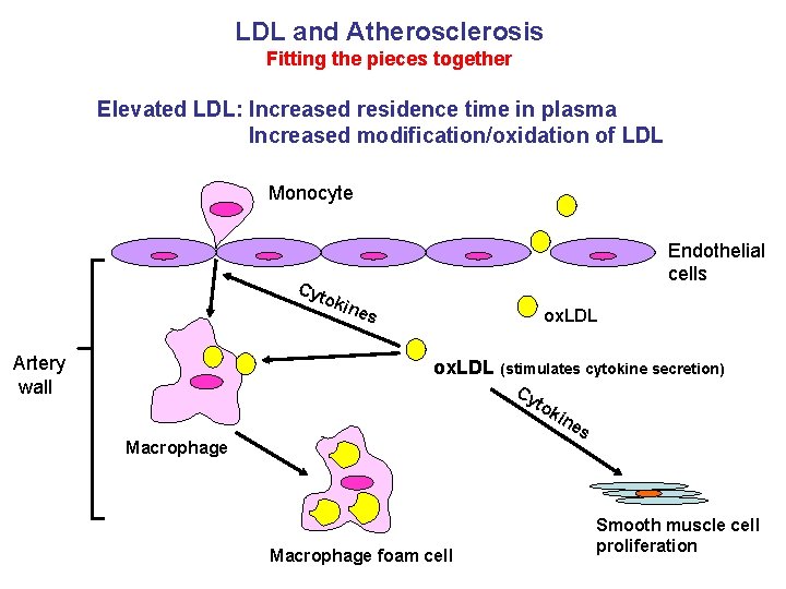 LDL and Atherosclerosis Fitting the pieces together Elevated LDL: Increased residence time in plasma