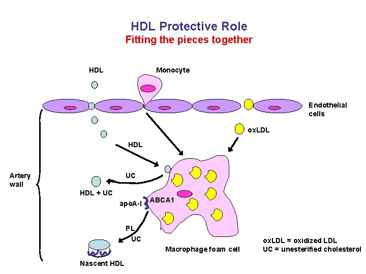 HDL Protective Role Fitting the pieces together HDL Monocyte Endothelial cells ox. LDL HDL