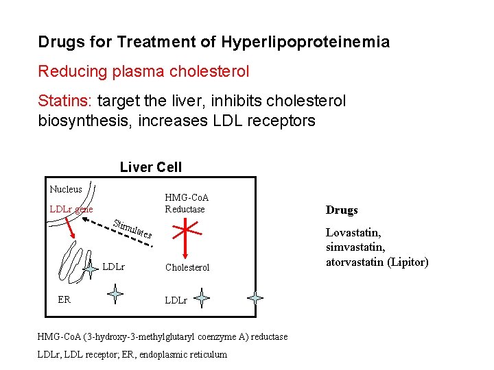 Drugs for Treatment of Hyperlipoproteinemia Reducing plasma cholesterol Statins: target the liver, inhibits cholesterol