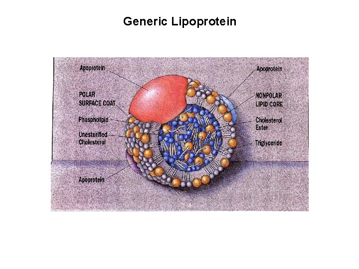 Generic Lipoprotein 