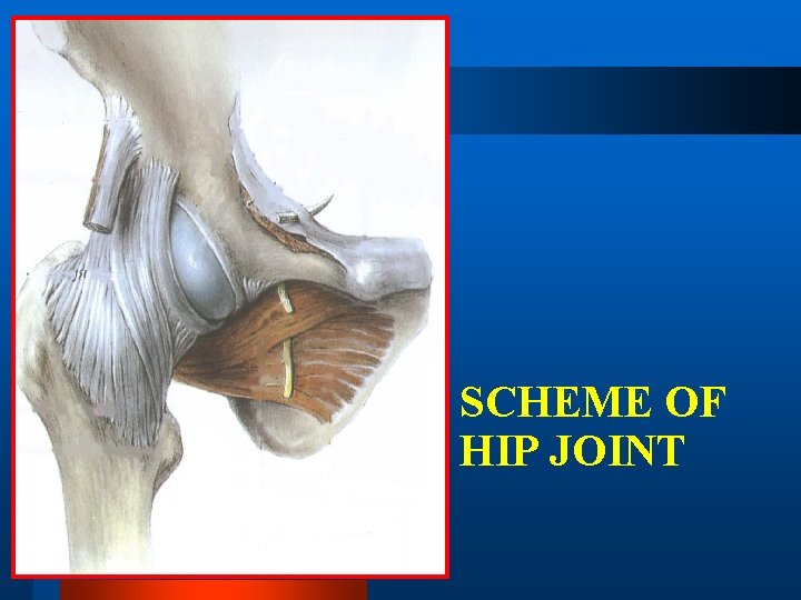 SCHEME OF HIP JOINT 