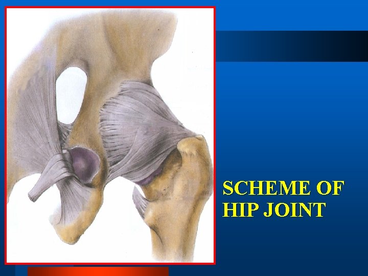 SCHEME OF HIP JOINT 