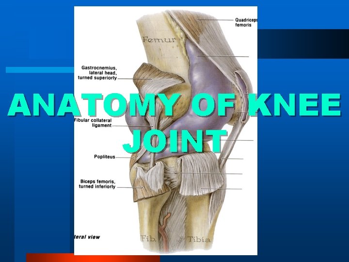 ANATOMY OF KNEE JOINT 