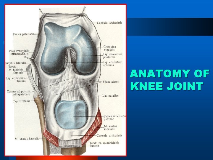 ANATOMY OF KNEE JOINT 