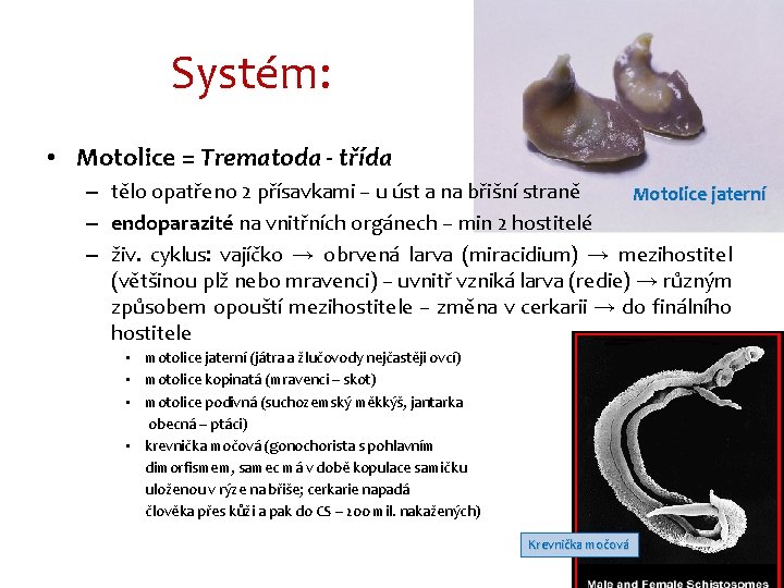 Systém: • Motolice = Trematoda - třída – tělo opatřeno 2 přísavkami – u