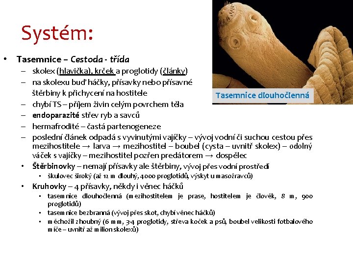Systém: • Tasemnice – Cestoda - třída – skolex (hlavička), krček a proglotidy (články)