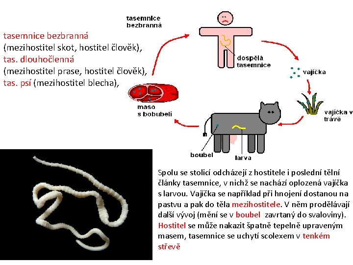tasemnice bezbranná (mezihostitel skot, hostitel člověk), tas. dlouhočlenná (mezihostitel prase, hostitel člověk), tas. psí