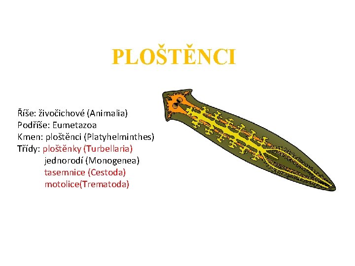 PLOŠTĚNCI Říše: živočichové (Animalia) Podříše: Eumetazoa Kmen: ploštěnci (Platyhelminthes) Třídy: ploštěnky (Turbellaria) jednorodí (Monogenea)