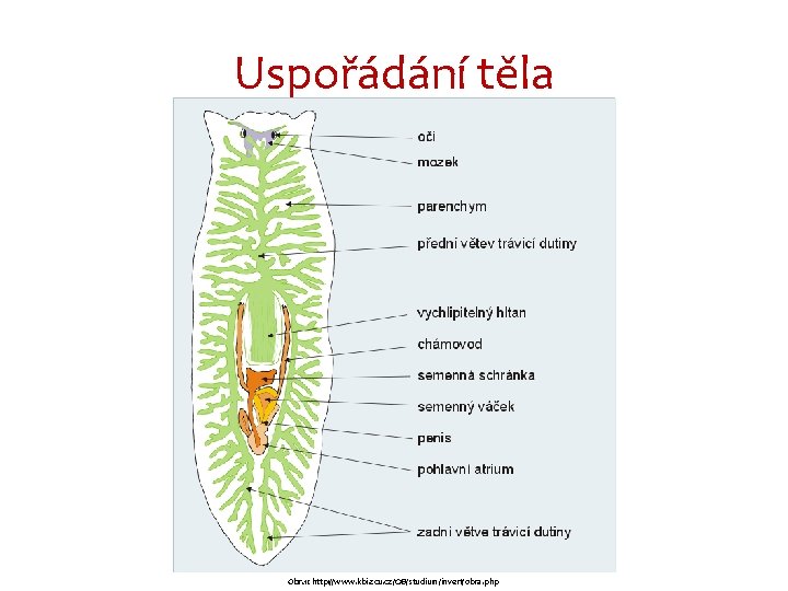 Uspořádání těla Obr. 1: http: //www. kbi. zcu. cz/OB/studium/invert/obra. php 