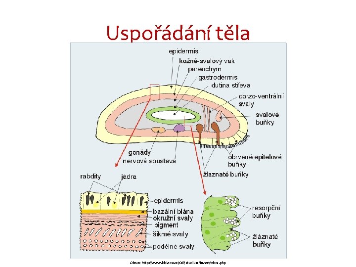 Uspořádání těla Medúza Polyp Obr. 2: http: //www. kbi. zcu. cz/OB/studium/invert/obra. php 