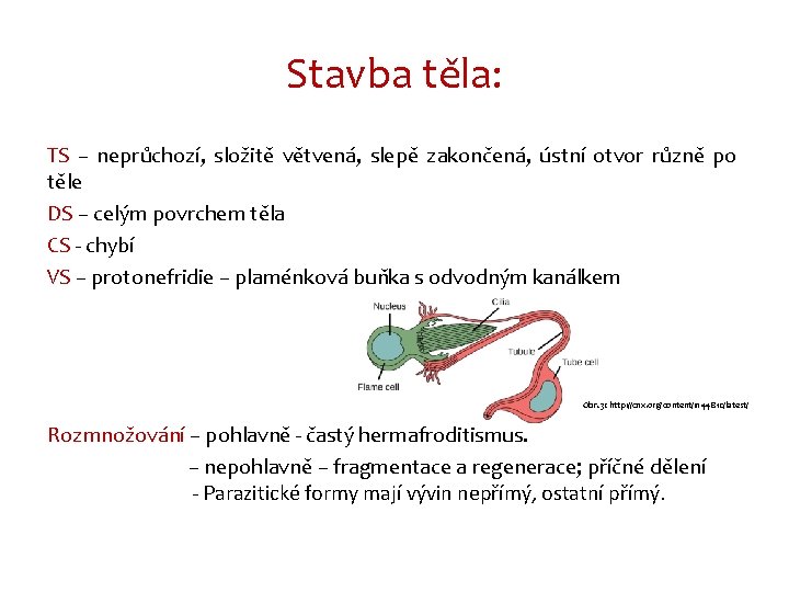Stavba těla: TS – neprůchozí, složitě větvená, slepě zakončená, ústní otvor různě po těle
