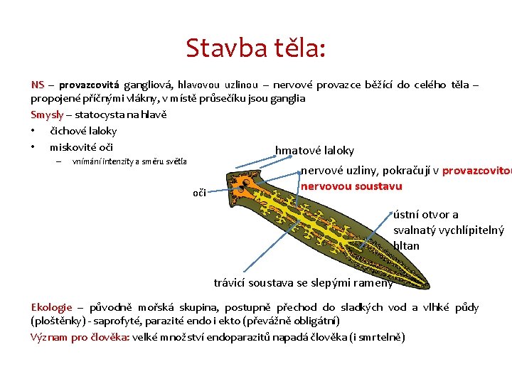 Stavba těla: NS – provazcovitá gangliová, hlavovou uzlinou – nervové provazce běžící do celého