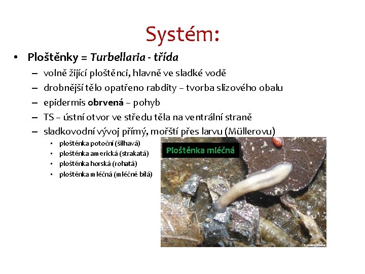Systém: • Ploštěnky = Turbellaria - třída – – – volně žijící ploštěnci, hlavně