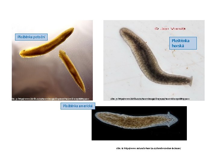 Ploštěnka potoční Ploštěnka horská Obr. 5: http: //www. biolib. cz/cz/taxonimage/id 146027/? taxonid=20368&type=1 Obr. 7: