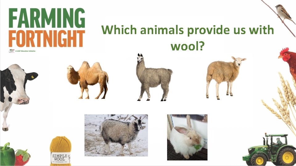 Which animals provide us with wool? 