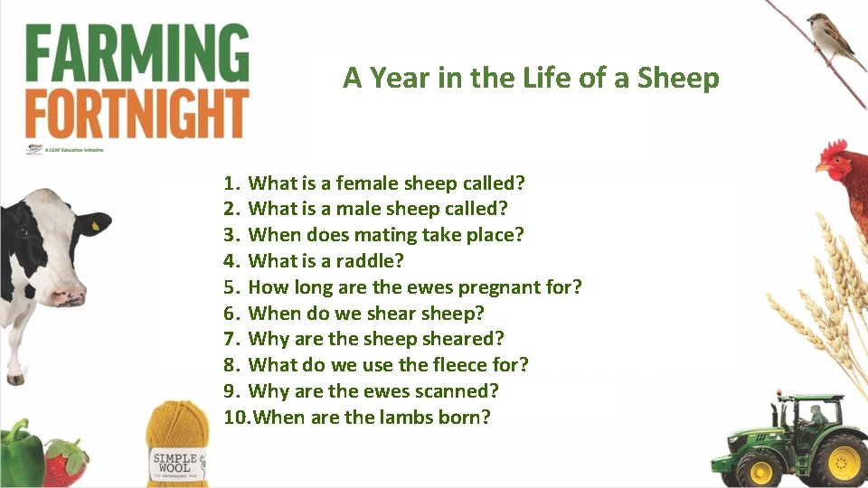 A Year in the Life of a Sheep 1. What is a female sheep