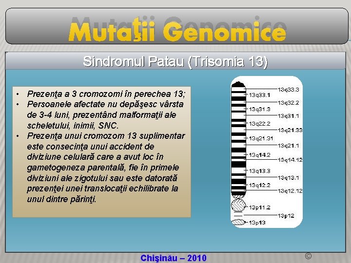 Mutaţii Genomice Sindromul Patau (Trisomia 13) • Prezenţa a 3 cromozomi în perechea 13;