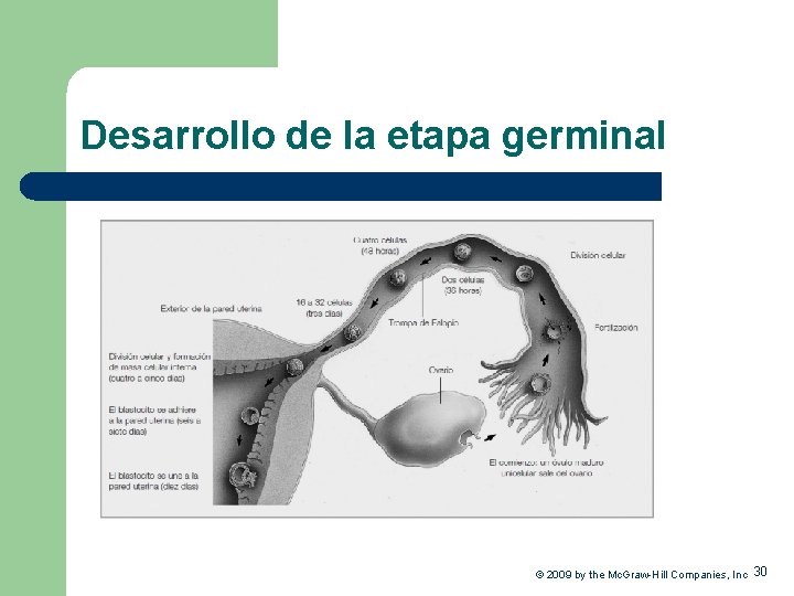 Desarrollo de la etapa germinal © 2009 by the Mc. Graw-Hill Companies, Inc 30