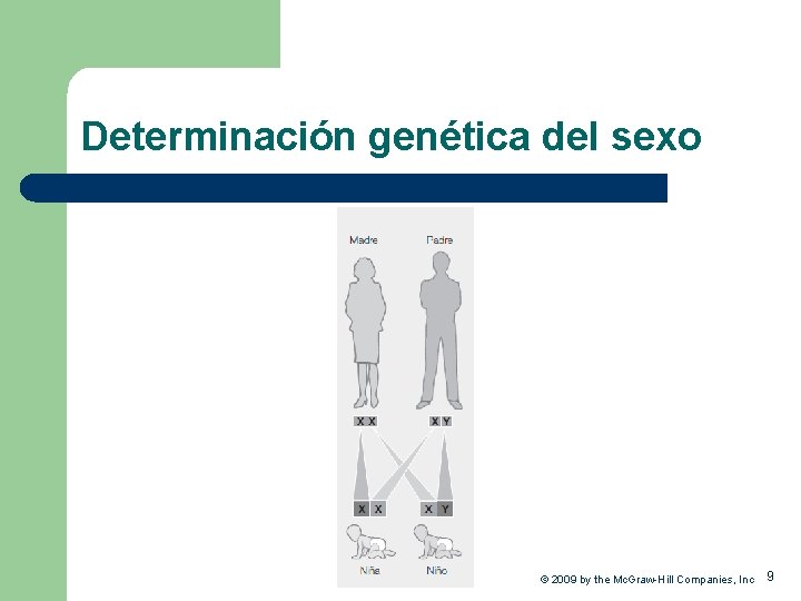 Determinación genética del sexo © 2009 by the Mc. Graw-Hill Companies, Inc 9 