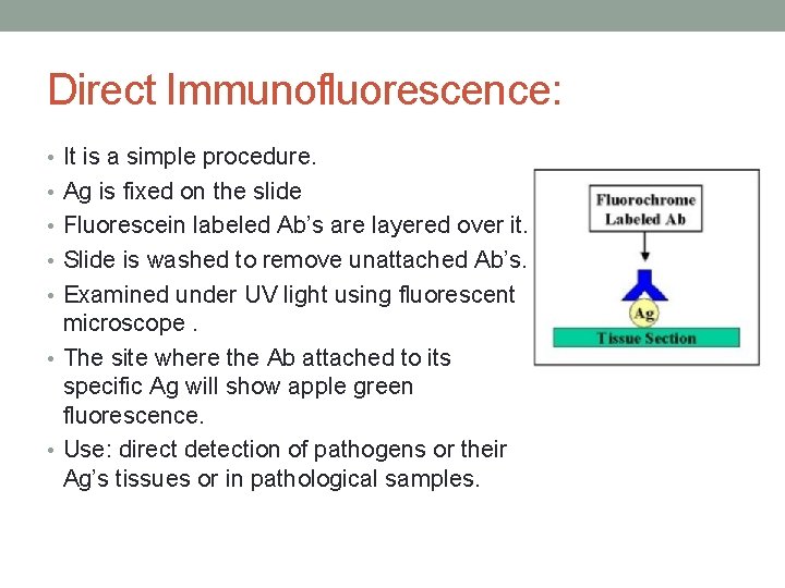 Direct Immunofluorescence: • It is a simple procedure. • Ag is fixed on the