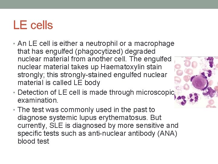 LE cells • An LE cell is either a neutrophil or a macrophage that