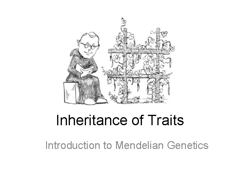 Inheritance of Traits Introduction to Mendelian Genetics 