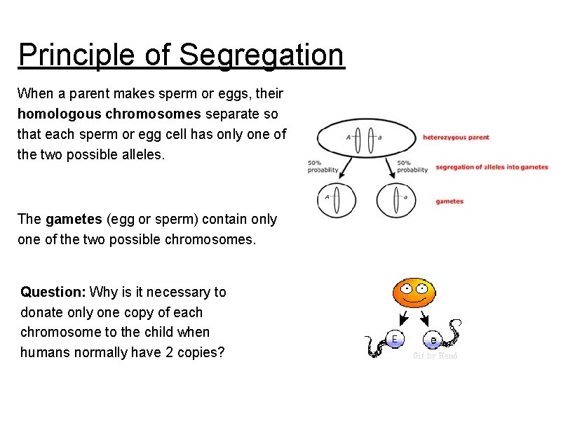 Principle of Segregation When a parent makes sperm or eggs, their homologous chromosomes separate