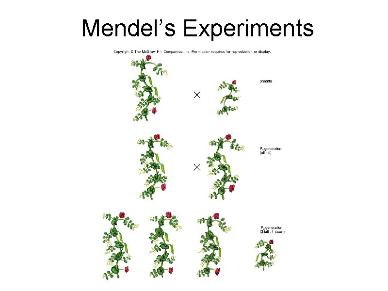 Mendel’s Experiments 