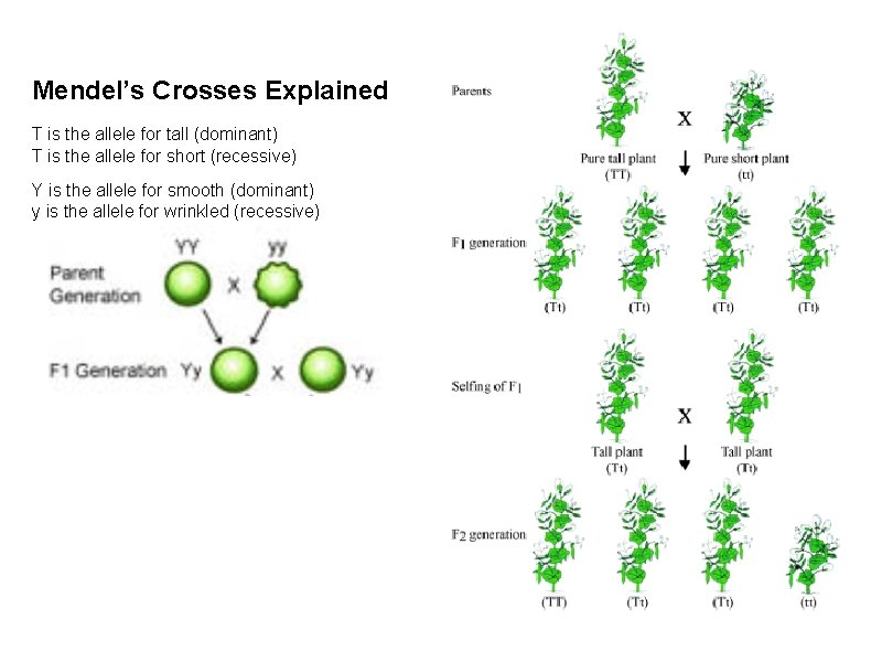 Mendel’s Crosses Explained T is the allele for tall (dominant) T is the allele