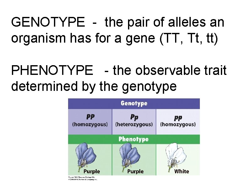 GENOTYPE - the pair of alleles an organism has for a gene (TT, Tt,