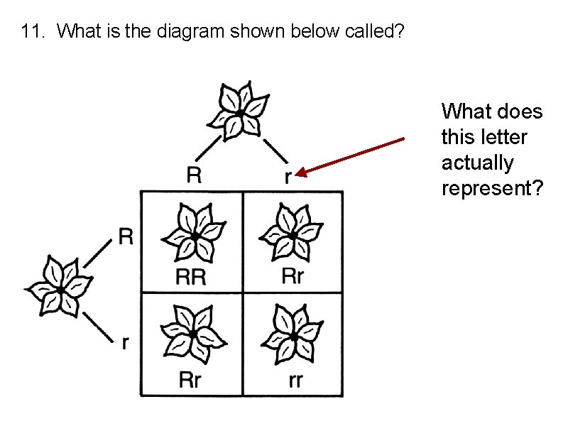 11. What is the diagram shown below called? What does this letter actually represent?