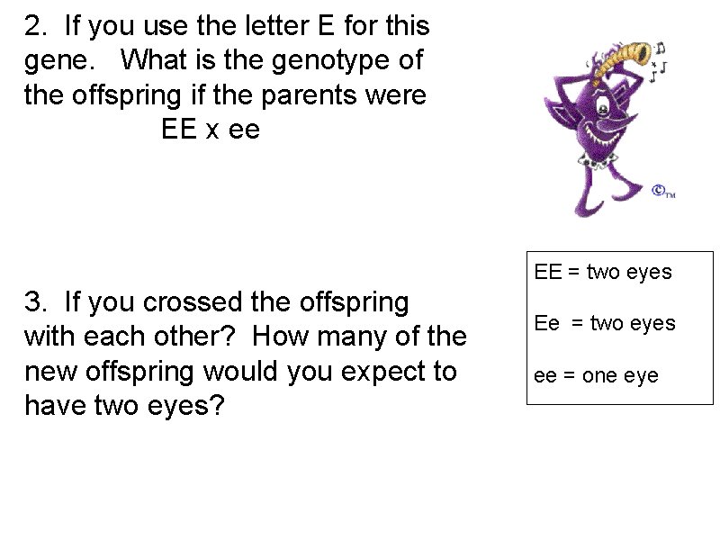 2. If you use the letter E for this gene. What is the genotype