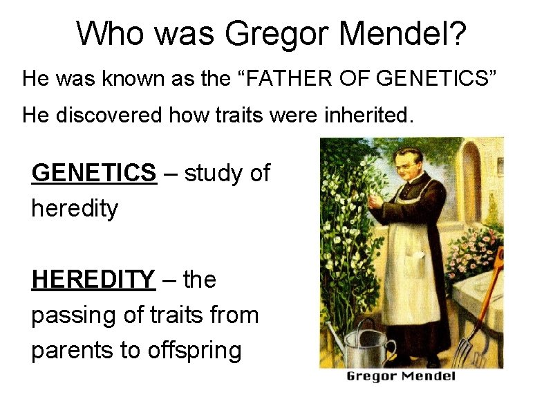 Who was Gregor Mendel? He was known as the “FATHER OF GENETICS” He discovered