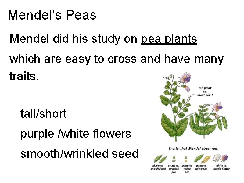 Mendel’s Peas Mendel did his study on pea plants which are easy to cross