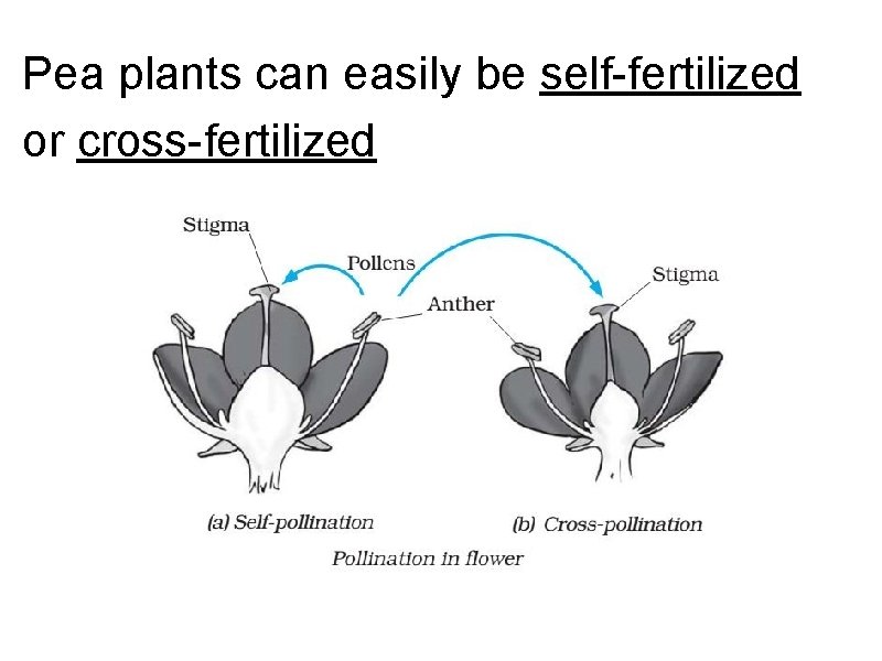 Pea plants can easily be self-fertilized or cross-fertilized 