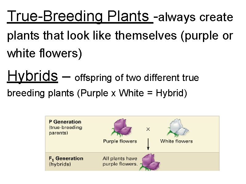 True-Breeding Plants -always create plants that look like themselves (purple or white flowers) Hybrids