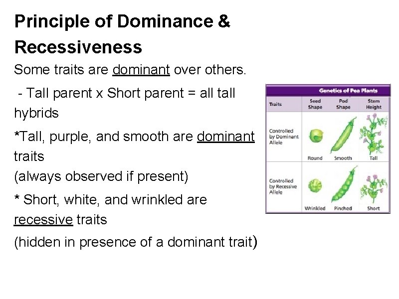 Principle of Dominance & Recessiveness Some traits are dominant over others. - Tall parent