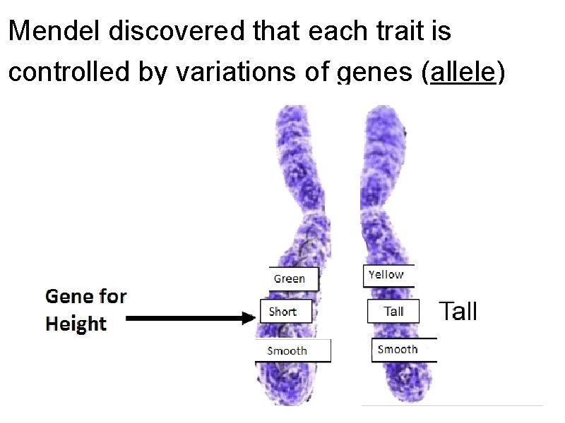 Mendel discovered that each trait is controlled by variations of genes (allele) Genes –