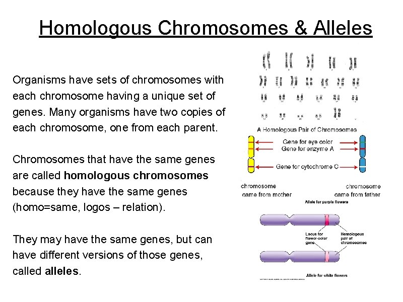 Homologous Chromosomes & Alleles Organisms have sets of chromosomes with each chromosome having a