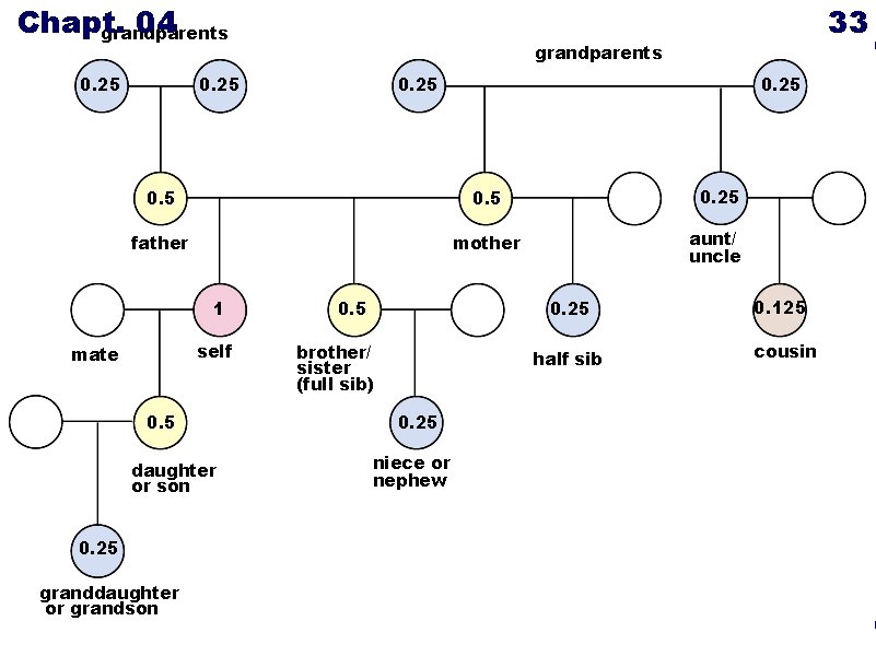 Chapt. 04 grandparents 0. 25 33 grandparents 0. 25 0. 25 father mother aunt/