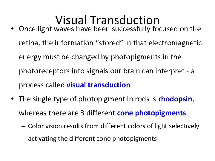 Visual Transduction • Once light waves have been successfully focused on the retina, the
