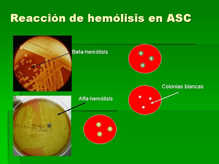 Reacción de hemólisis en ASC Beta-hemólisis Colonias blancas Alfa-hemólisis 
