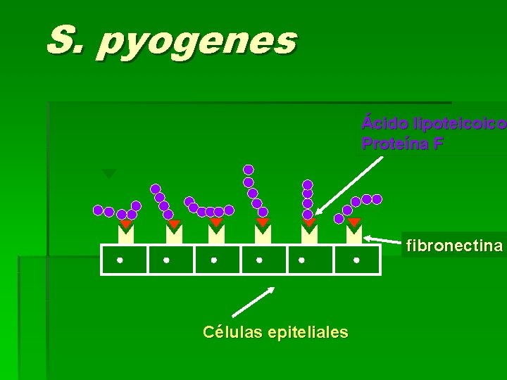 S. pyogenes Ácido lipoteicoico Proteína F fibronectina Células epiteliales 