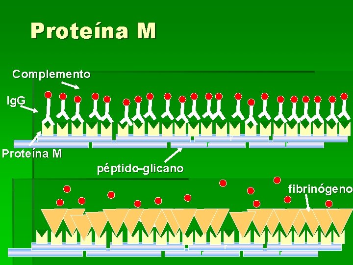 Proteína M Complemento Ig. G r r Proteína M r péptido-glicano fibrinógeno r r