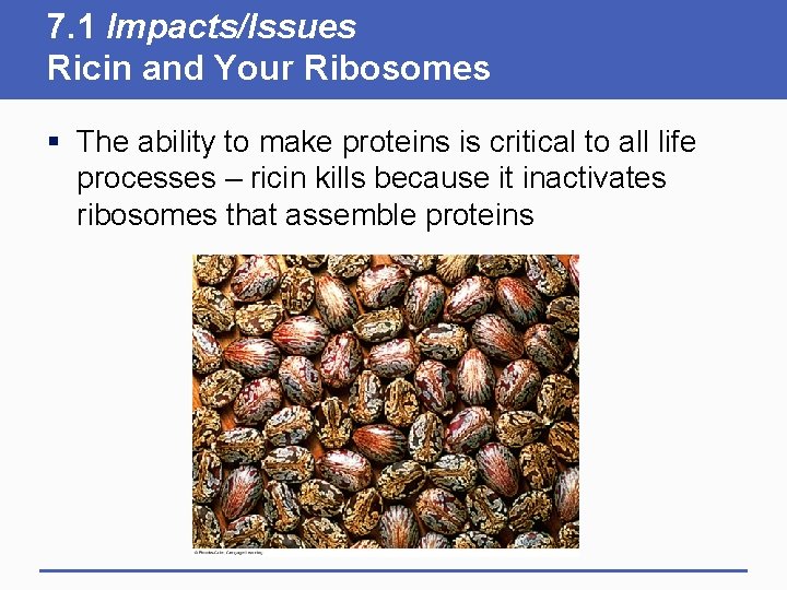 7. 1 Impacts/Issues Ricin and Your Ribosomes § The ability to make proteins is