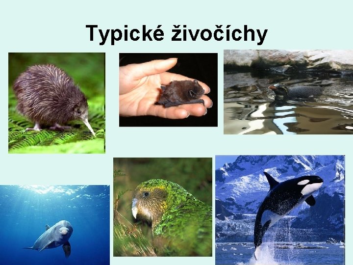 Typické živočíchy 