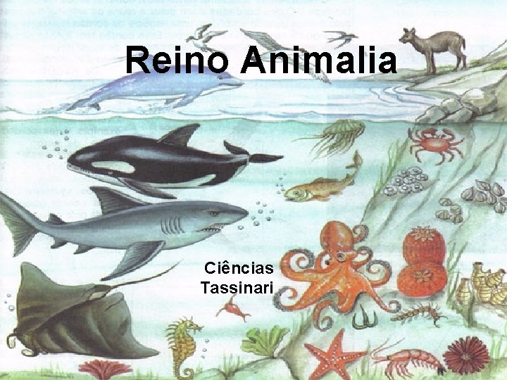 Reino Animalia Ciências Tassinari 