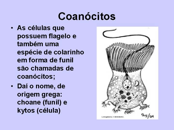 Coanócitos • As células que possuem flagelo e também uma espécie de colarinho em