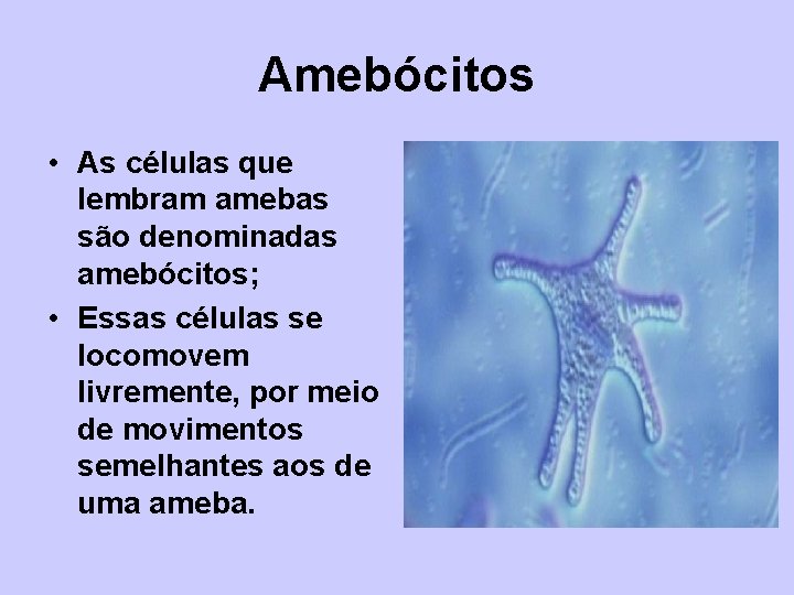 Amebócitos • As células que lembram amebas são denominadas amebócitos; • Essas células se